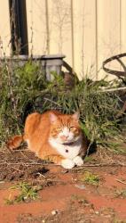 Lost Male Cat last seen Chelmsford Way Melton West, Melton West, VIC 3337