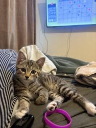 Lost Female Cat last seen bloomfield road/grace avenue/lichfield avenue/kensington avenue, Belfast, Northern Ireland BT5 5JP