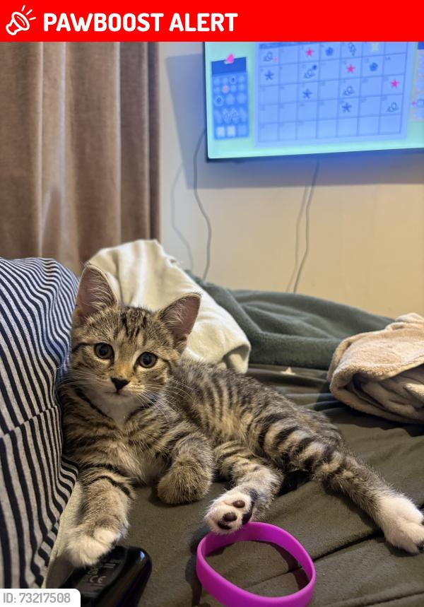 Lost Female Cat last seen bloomfield road/grace avenue/lichfield avenue/kensington avenue, Belfast, Northern Ireland BT5 5JP