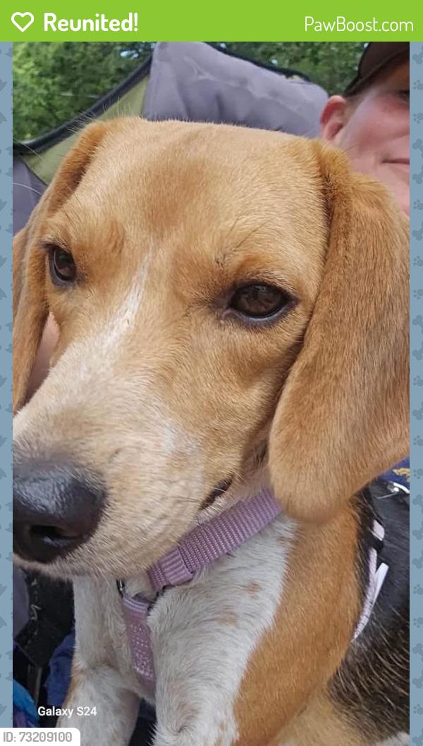 Reunited Female Dog last seen Highland Park, Idaho Falls, ID 83402