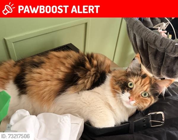 Lost Female Cat last seen Johnny Todd pub, Kirkby, England L32 4AB
