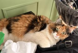 Lost Female Cat last seen Johnny Todd pub, Kirkby, England L32 4AB