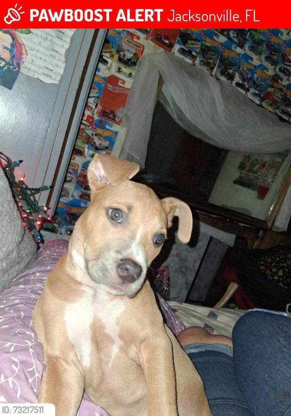 Lost Female Dog last seen New kings road, Jacksonville, FL 32208