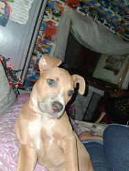 Lost Female Dog last seen New kings road, Jacksonville, FL 32208