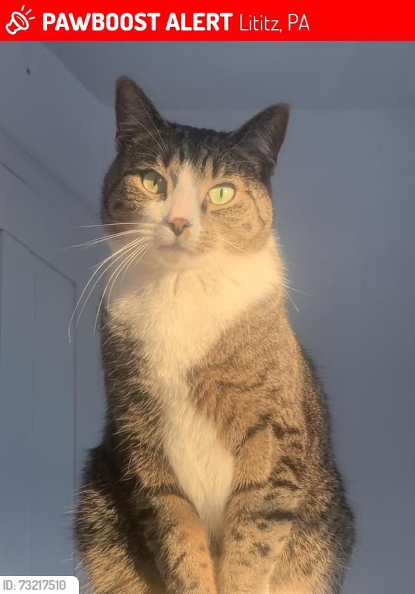 Lost Male Cat last seen Near the Cornfields, Lititz, PA 17543