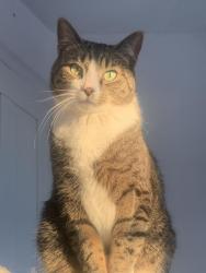 Lost Male Cat last seen Near the Cornfields, Lititz, PA 17543
