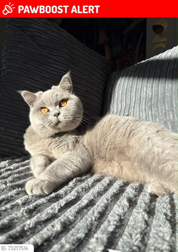 Lost Female Cat last seen Forton, Hampshire, England PO12 3HZ