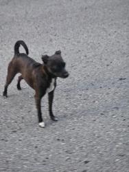 Reunited Female Dog last seen Paden ln, Chattanooga, TN 37363