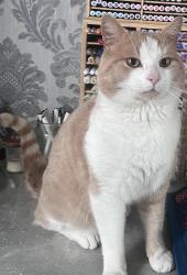 Lost Male Cat last seen London road, Greater London, England 
