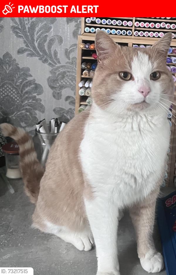 Lost Male Cat last seen London road, Greater London, England 
