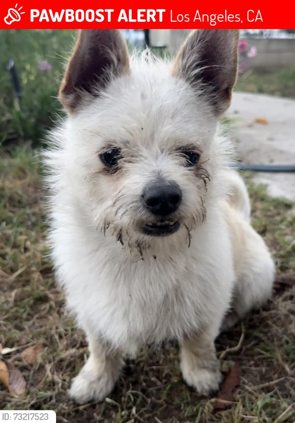 Lost Male Dog last seen Ross Snyder Park, Los Angeles, CA 90011