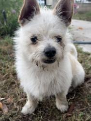 Lost Male Dog last seen Ross Snyder Park, Los Angeles, CA 90011