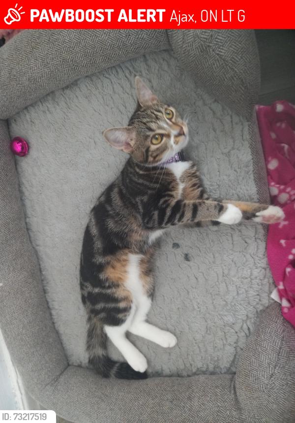 Lost Female Cat last seen Near cornwall drive, Ajax, ON L1T 3G2