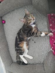 Lost Female Cat last seen Near cornwall drive, Ajax, ON L1T 3G2