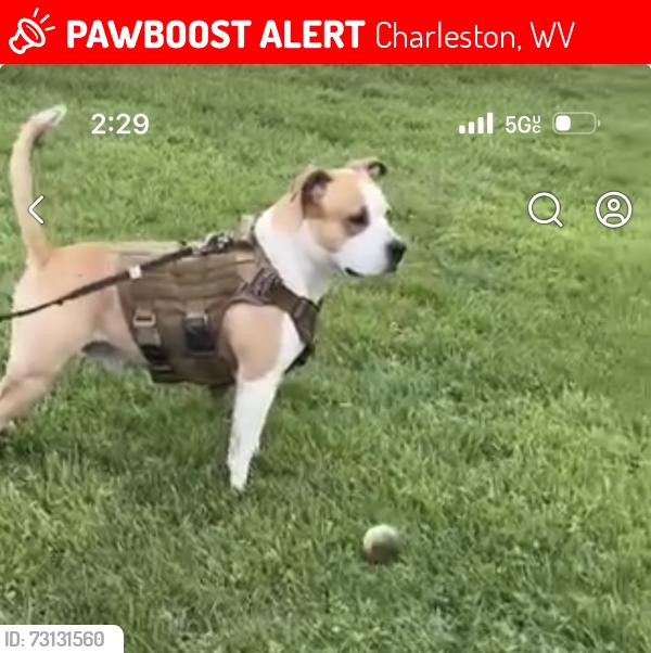 Lost Male Dog last seen Charleston wv, Huntington wv Ashland ky, Charleston, WV 25301