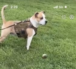 Lost Male Dog last seen Charleston wv, Huntington wv Ashland ky, Charleston, WV 25301