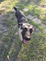 Found/Stray Female Dog last seen Lodge Rd & Patricia Ln, Fall Creek, TX 77396
