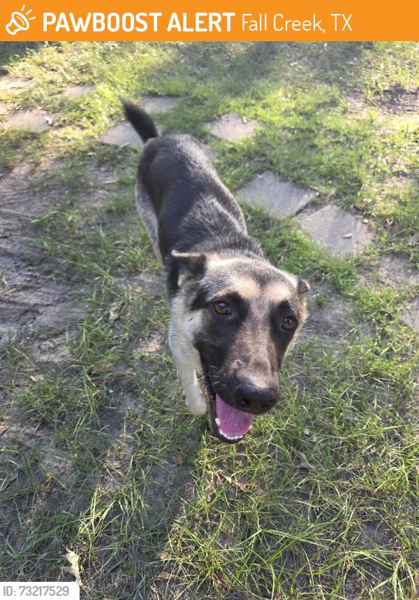 Found/Stray Female Dog last seen Lodge Rd & Patricia Ln, Fall Creek, TX 77396