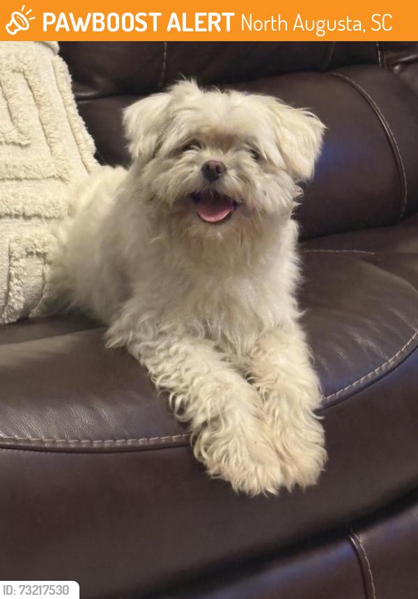 Found/Stray Male Dog last seen Near the back porch going towards Belvedere Clearwater rd, North Augusta, SC 29841