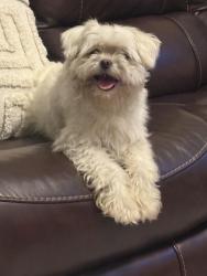 Found/Stray Male Dog last seen Near the back porch going towards Belvedere Clearwater rd, North Augusta, SC 29841