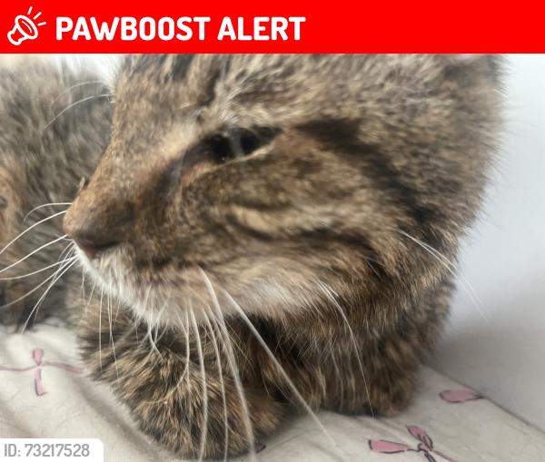Lost Male Cat last seen Farm Avenue Wembley HA0, Greater London, England 