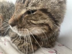 Lost Male Cat last seen Farm Avenue Wembley HA0, Greater London, England 