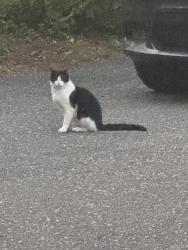 Found/Stray Unknown Cat last seen Laurel Avenue and 17th Street, Hudson, WI 54016
