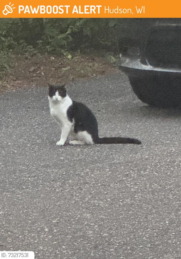 Found/Stray Unknown Cat last seen Laurel Avenue and 17th Street, Hudson, WI 54016