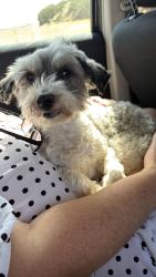 Reunited Female Dog last seen St Johns Road, Ipswich, Suffolk, England 