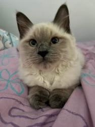 Lost Female Cat last seen Country club 3 rd, Sanford, ME 04073