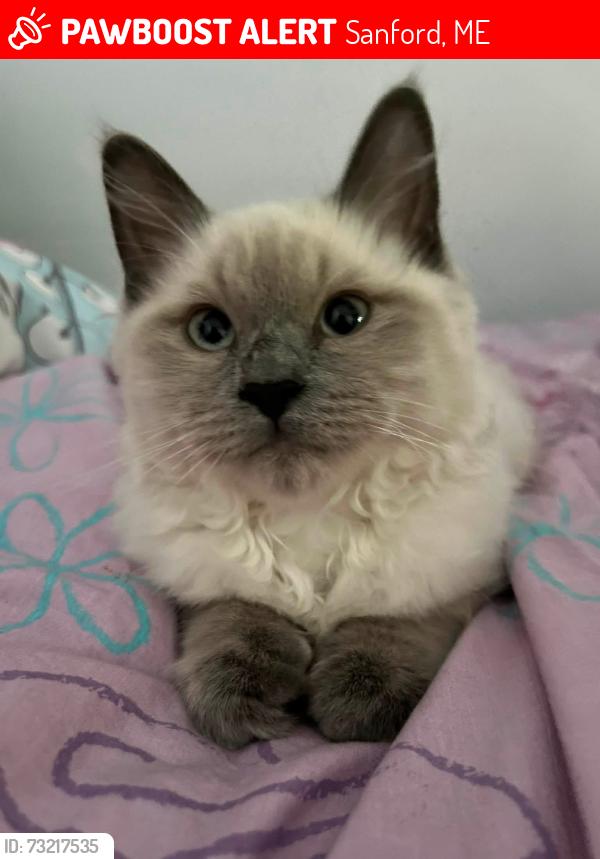 Lost Female Cat last seen Country club 3 rd, Sanford, ME 04073