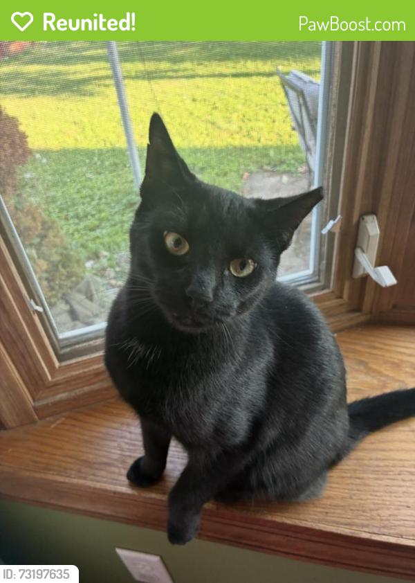 Reunited Female Cat last seen Near old logan rd, Lancaster, OH 43130