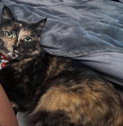 Reunited Female Cat last seen Angelica Street, Dorandia, Pretoria, GP 0182
