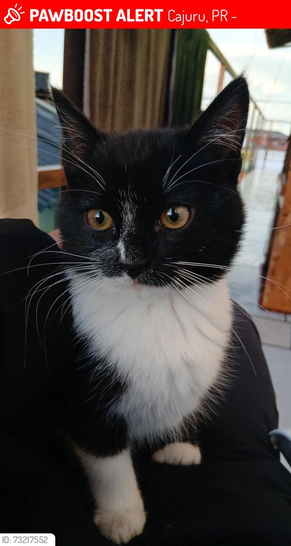 Lost Male Cat last seen Empório João e Maria, Cajuru, PR 82940-090