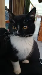 Lost Male Cat last seen Empório João e Maria, Cajuru, PR 82940-090