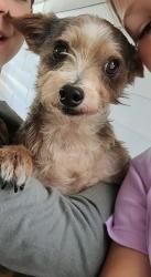 Reunited Male Dog last seen West Hamilton and Drake's Branch, Nashville, TN 37218