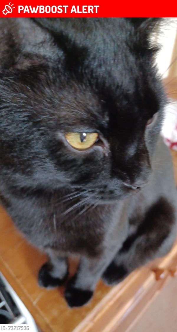 Lost Male Cat last seen Marlie caravan site, New Romney, England 