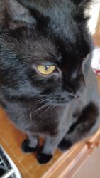 Lost Male Cat last seen Marlie caravan site, New Romney, England 