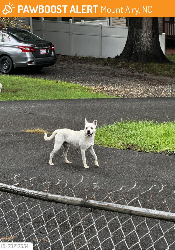 Found/Stray Male Dog last seen Bitting Avenue, flt Rock, Mount Airy, Mount Airy, NC 27030