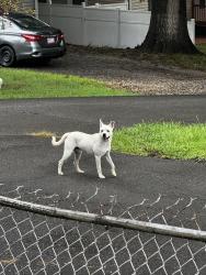Found/Stray Male Dog last seen Bitting Avenue, flt Rock, Mount Airy, Mount Airy, NC 27030
