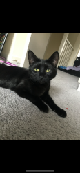 Lost Female Cat last seen Compass storage, Farmington River, new Hartford diner, New Hartford, CT 06057