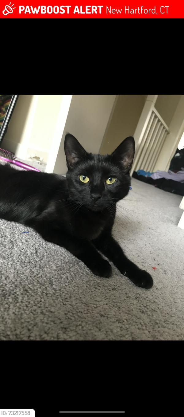 Lost Female Cat last seen Compass storage, Farmington River, new Hartford diner, New Hartford, CT 06057