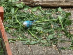 Found/Stray Unknown Bird last seen Volkswagen of Oak Lawn, Hometown, IL 60456
