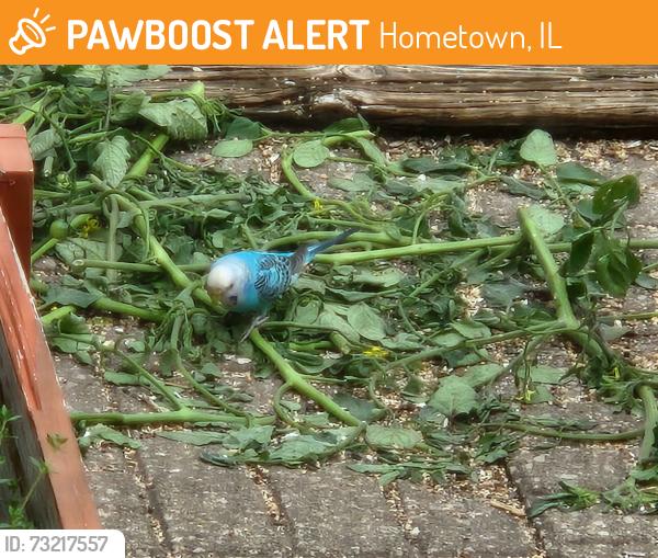 Found/Stray Unknown Bird last seen Volkswagen of Oak Lawn, Hometown, IL 60456
