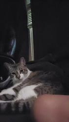 Lost Male Cat last seen Addison dr. Pine quarry, Reynoldsburg, OH 43068