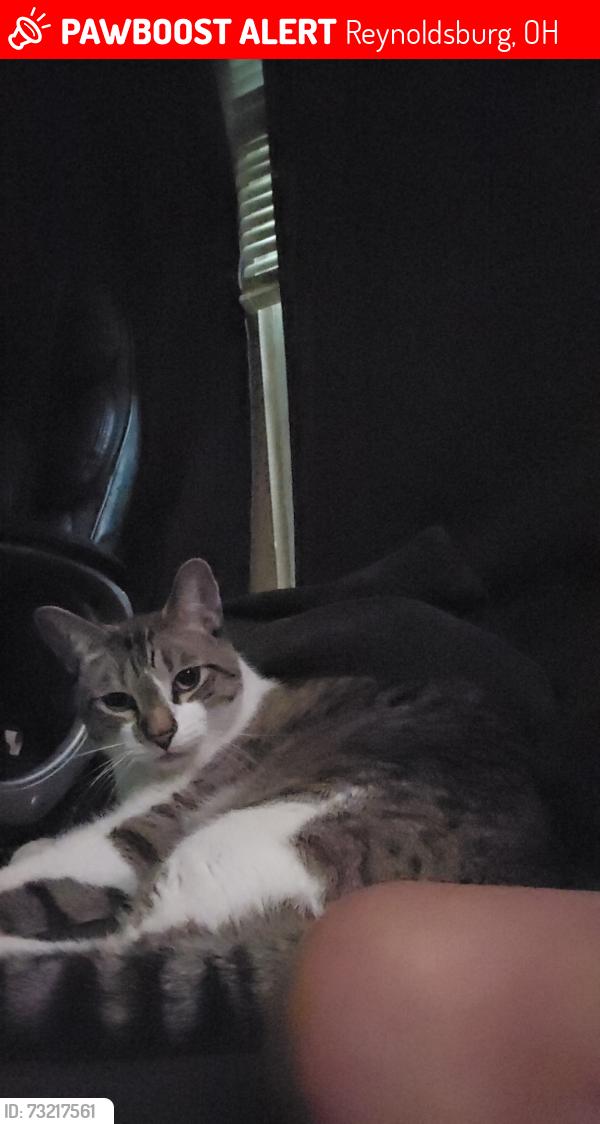 Lost Male Cat last seen Addison dr. Pine quarry, Reynoldsburg, OH 43068