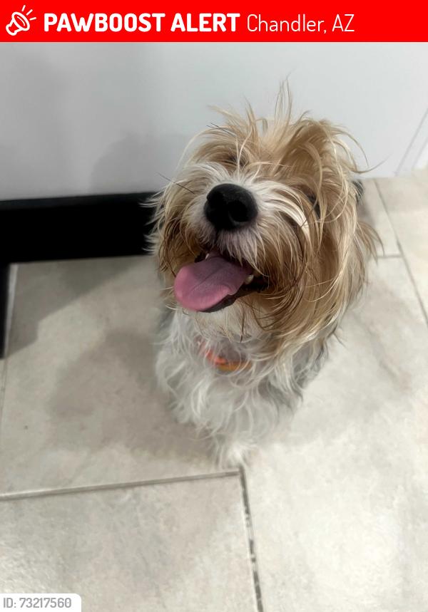 Lost Male Dog last seen Near W Straford Dr, Chandler, AZ 85225
