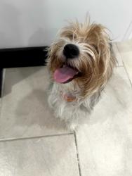 Lost Male Dog last seen Near W Straford Dr, Chandler, AZ 85225