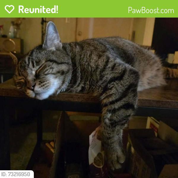 Reunited Male Cat last seen Darlington and westgate, Los Angeles, CA 90049