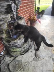 Lost Male Cat last seen Main Street, Bulls Gap, TN 37711